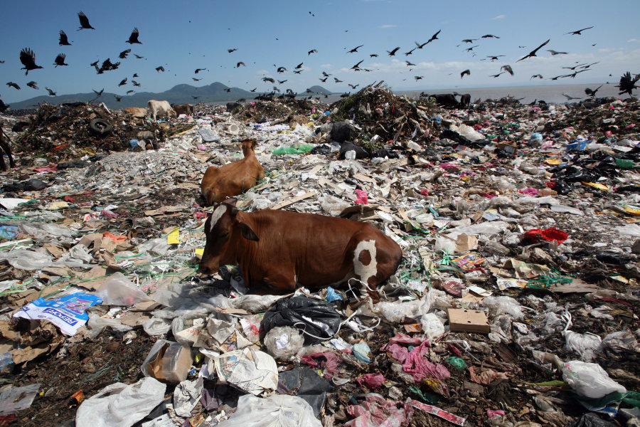 Two cow rest while birds fly overhead in search of food at the Managua's municipal garbage dump